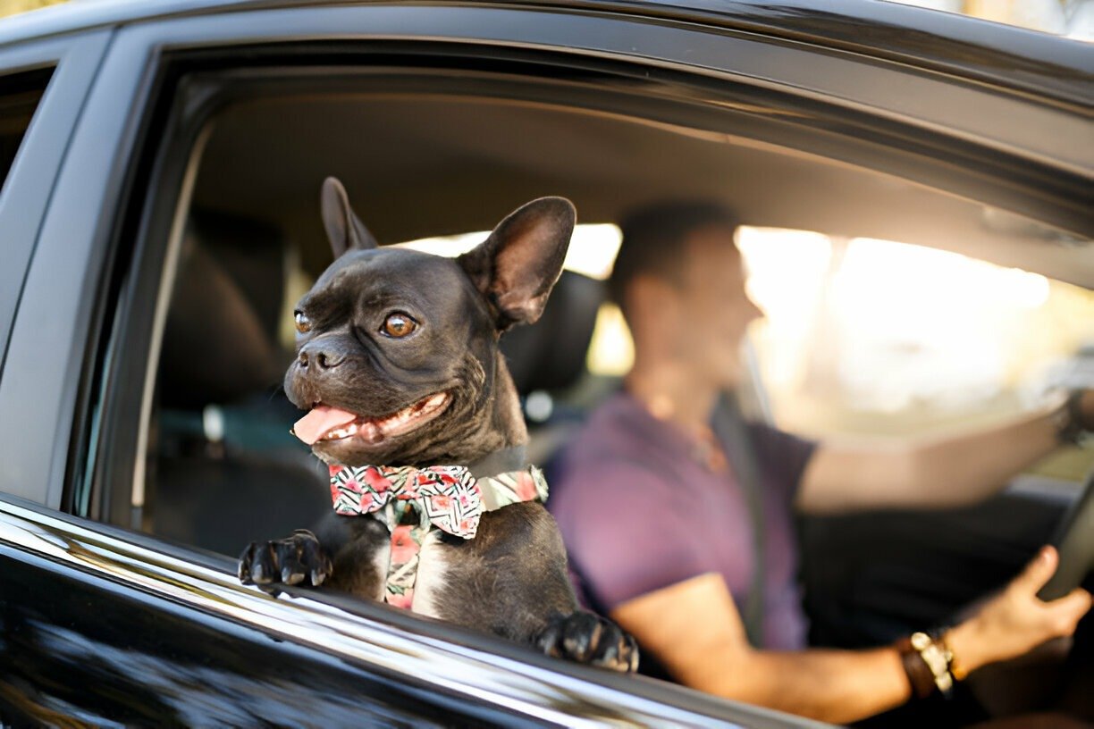 What Makes a Chauffeur Pet Friendly?