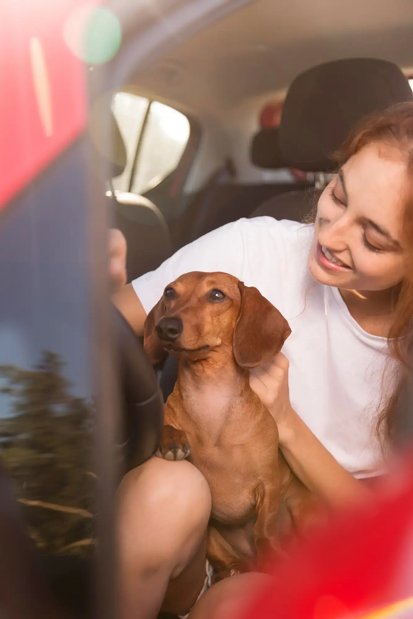 Dog travelling comfortably in a pet-friendly Intel Cars chauffeur vehicle in Nottingham