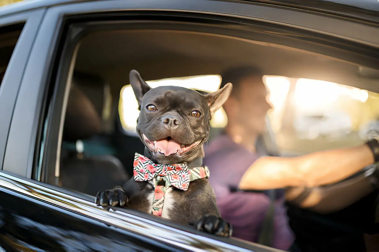 Pet chauffeur service taking a dog to the vet in Nottingham