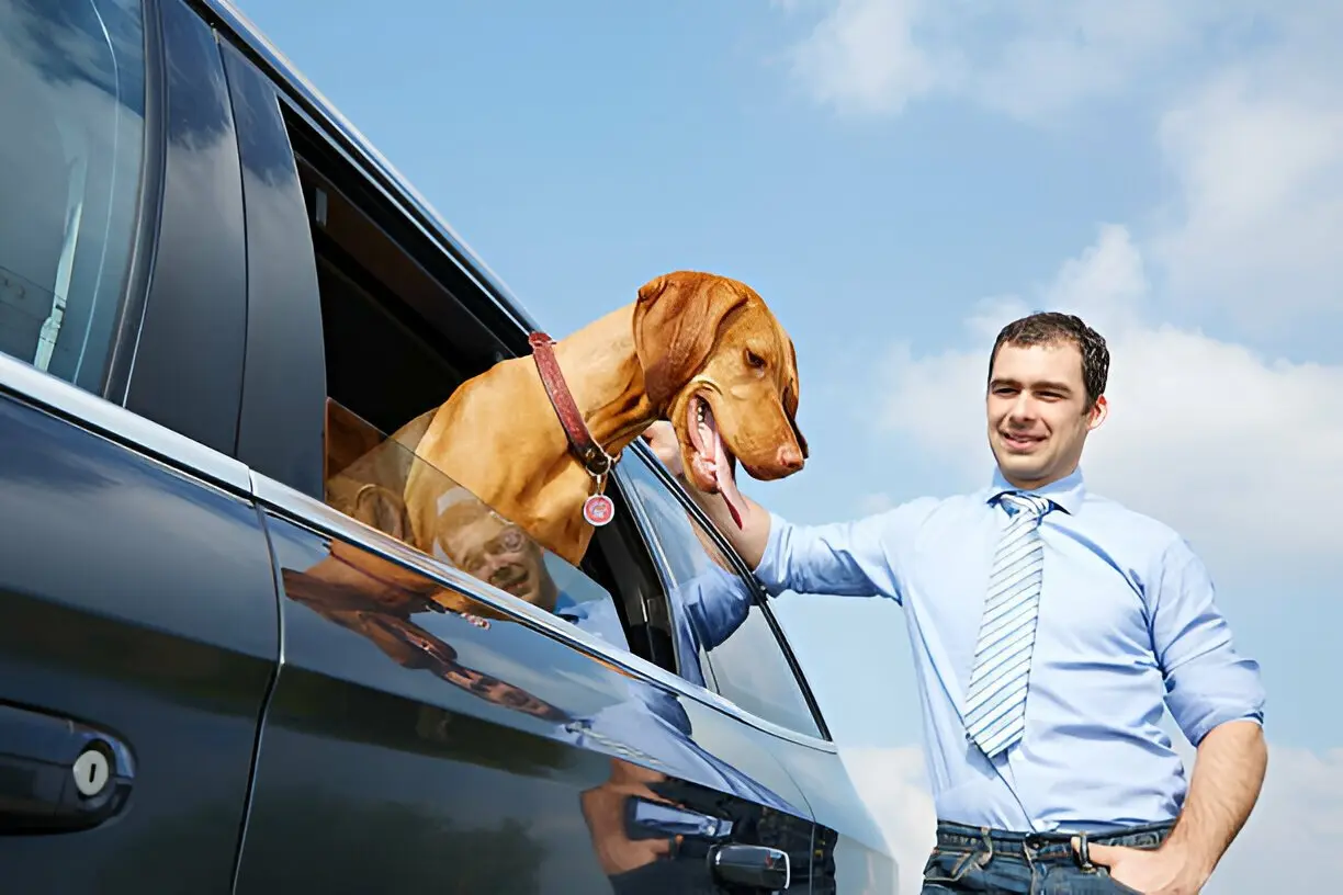 Pet-friendly chauffeur service with a dog safely travelling in a vehicle